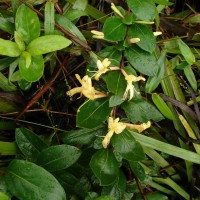Lonicera japonica Thunb.